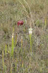 Crimson pitcherplant